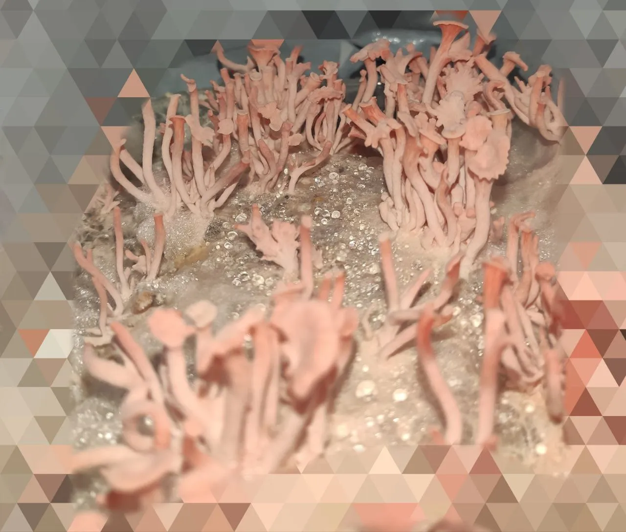 Mushroom Cultivation