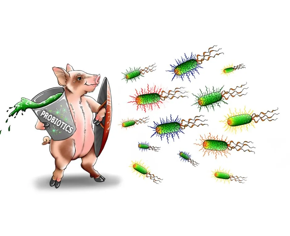 Probiotics Pig Research